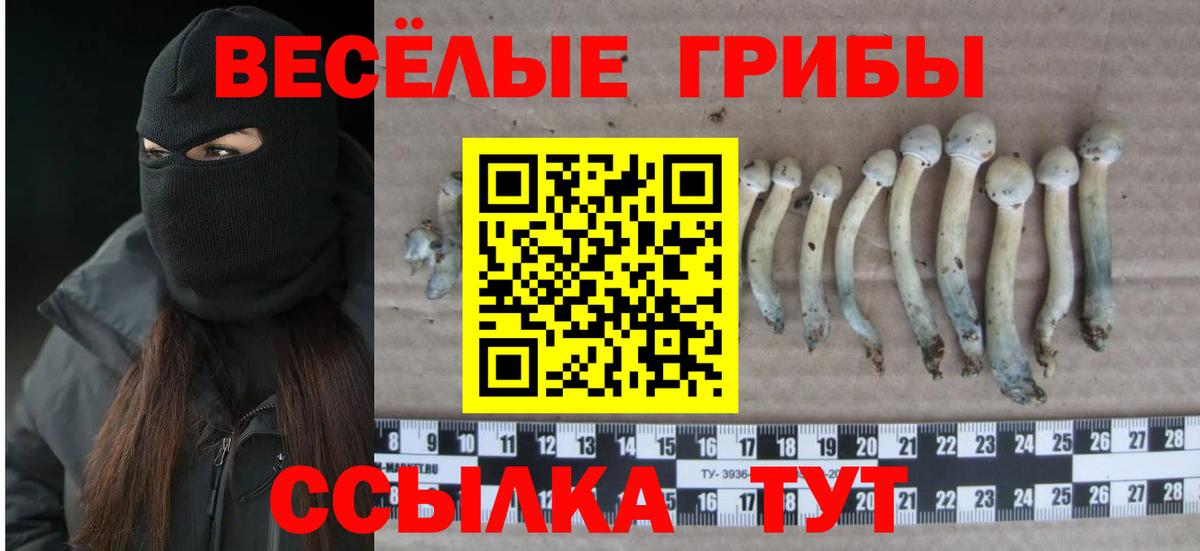 Выкса  Псилоцибиновые грибы MAGIC MUSHROOMS  Галлюциногенные грибы Psilocybe  Вход с VPN 